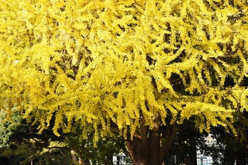 Sticker - The yellow leaves of ginkgo trees in the park.