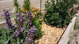Fototapeta Dinusie - Flores o plantas aromáticas en la huerta en bancales 