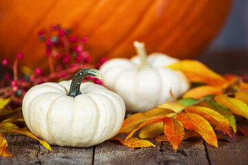 Wall Mural - white mini pumpkins on rustic wooden table. displayed with colorful autumn leaves and berries. pumpk