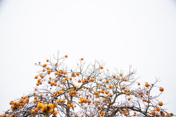 Wall Mural - persimmon fruit tree in autumn, cloudy sky background