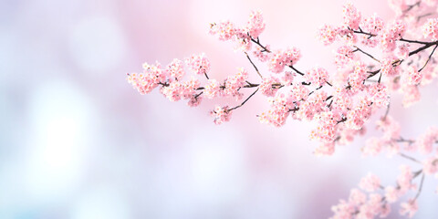 Aufkleber - Horizontal spring banner with sakura flowers
