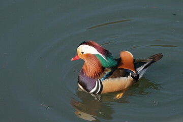 mandarin duck in water