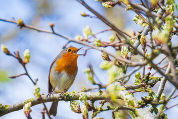 European robin bird Erithacus rubecula singing