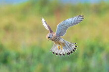 Kestrel Falco Tinnunculus Closeup In Flight