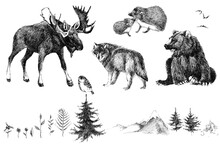Vintage Sketch Scandinavian Forest Animals. Woodland. Hand Drawn Wild Nature Line Graphics. 