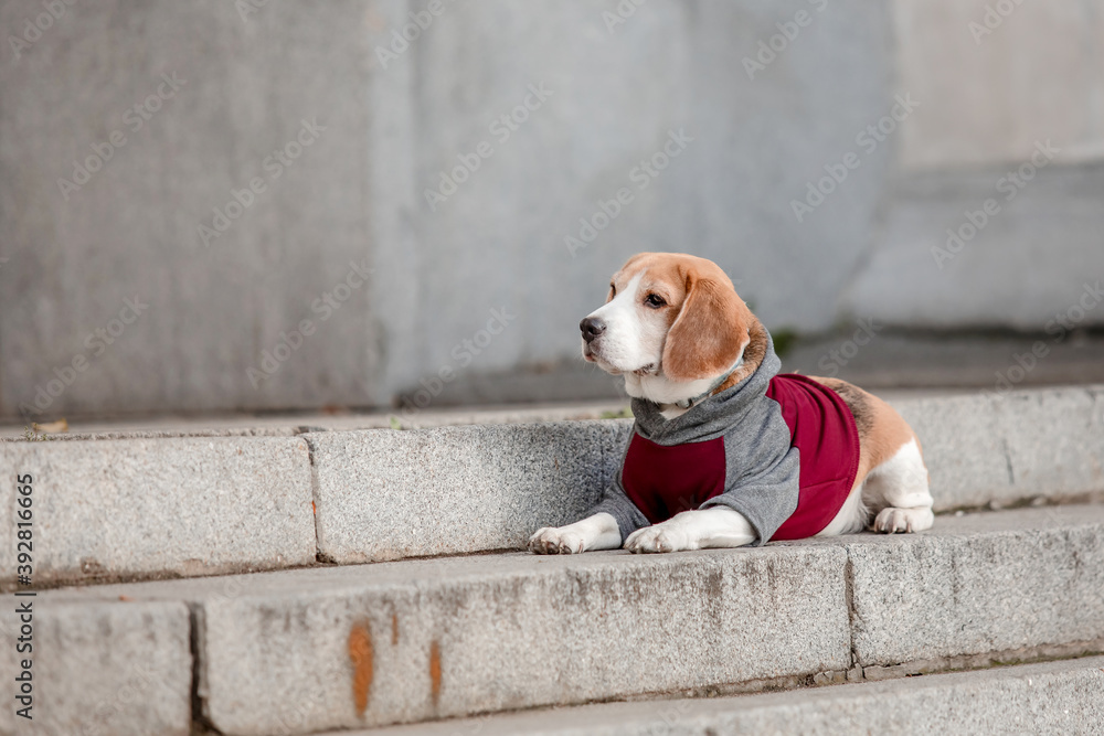 Beagle Dog. Dog in Hoodie. Dressed dog. Dog clothes. Pet Supplies. Stock Photo Adobe Stock