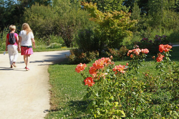 Wall Mural - Rosier ‘Pat Austin’ dans la roseraie d'un parc