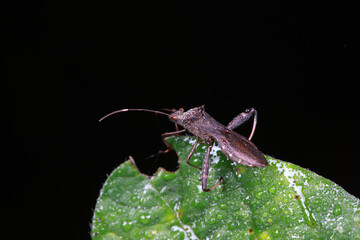 Wall Mural - Stink bug on green leaves, North China