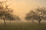 Fototapeta Na ścianę - dawn in a foggy spring  garden