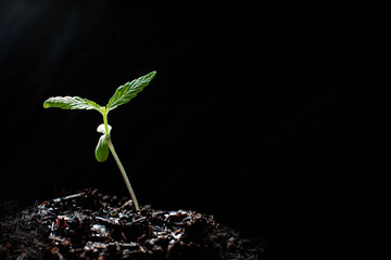 Wall Mural - small plant of cannabis seedlings at the stage of vegetation planted in the ground in the sun, exceptions of cultivation in an indoor marijuana for medical purposes. small cannabis with green leaves.