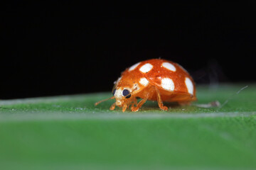 Sticker - ladybug on green leaves, North China