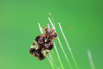 Wall Mural - Stink bug on green leaves, North China