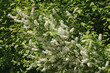 Weiße Blüten des Faulbaums, Rhamnus frangula