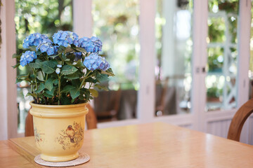 Beautiful blue hydrangea bush flower in pot on wooden table with copy space