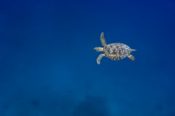 Wall Mural - Green turtle (Chelonia mydas) swimming in the blue