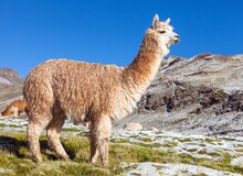 Llama Or Lama On Pastureland