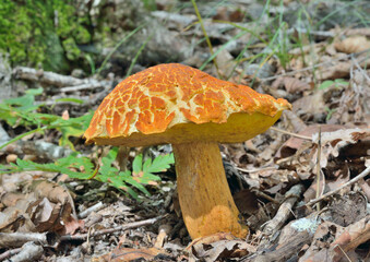 Poster - Edible mushroom (Leccinium extremiorientale).