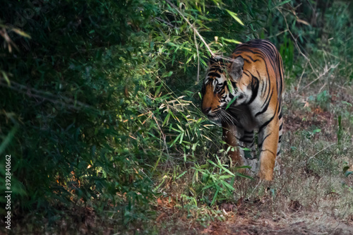 Fotografía bengal tiger in the Bandhavgarh park, india