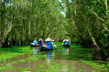 sailing boat in tra su flooded indigo forest trees, a preserved forest in the mekong delta. located 