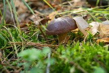 Bay Bolete Mushroom In Forest. (Imleria Badia)