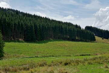 Canvas Print - Paysage nature et sapins en montagne.