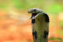Closeup Head Of King Cobra Snake