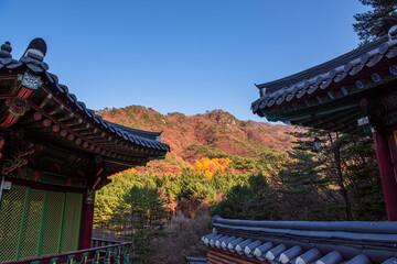 Wall Mural - The beautiful folige of autumn color mountain  under the eaves of the temple.