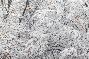 Poster - close up of snow covered branches