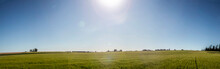 Verdes Campos De Trigo En Argentina Con Un Día Soleado Y árboles