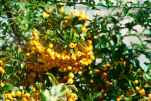 Branch Of Pyracantha Or Firethorn Plant With Bright Orange Berries Against Dark Green Background. Berries Adorn The Bush All Winter.   