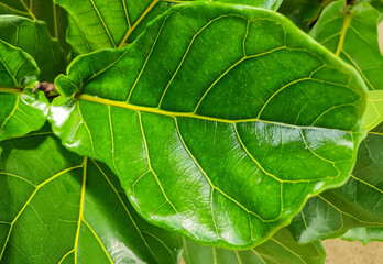 green leaf texture