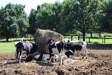 cows on the farm