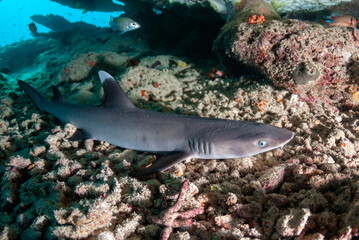 Whitetip reef shark resting under a table coral