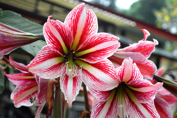 Wall Mural - pink lily or lilium flower in full bloom.
