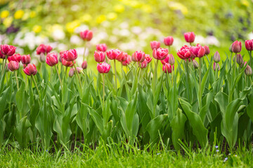 Colorful tulips flowers bloom in springtime