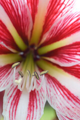 Wall Mural - detail pink lily or lilium flower in full bloom.