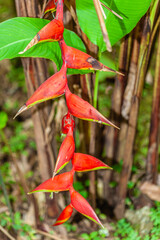 Wall Mural - Flower of Costa Rica