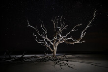Dead Trees On The Beach Using Dramatic Lighting At Night