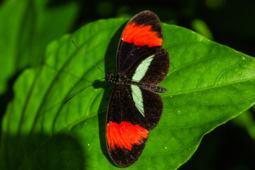 Wall Mural - Butterfly of Costa Rica