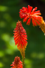 Poster - Costa Rica  land of beautiful flowers