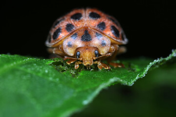 Sticker - ladybugs on green leaves, North China