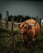 Scotland highland cow nature animals orange meadow cattle 