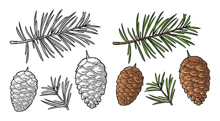 Wall Mural - Pine cone and branch of fir tree. Vector vintage black engraving illustration.