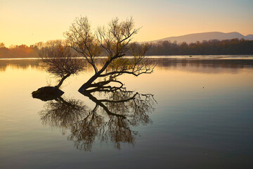 Canvas Print - Gold sunset over river with a tree silhouette and reflection on water