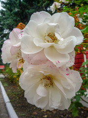 white rose bush