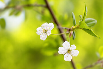 Wall Mural - Blossoming white petals yellow stamens fruit tree branch. Springtime garden background. Shallow depth of field.