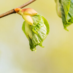 Wall Mural - Birch tree branch spring. The process of turning a birch buds into a leaves. Beautiful soft tender springtime park nature background.