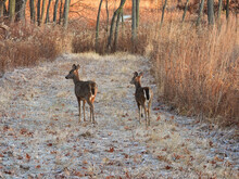 White Deer In The Forest: Two White-tailed Deer Does Walk A Mowed Path In A Forest Preserve Through Brown Vegetation With Frost On The Ground At Sunrise In Late Autumn
