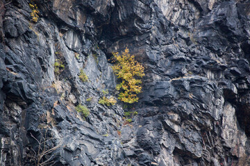 Wall Mural - Tree growing out of a rock cliff face