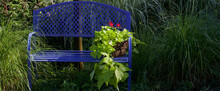 Flowing Green Sweet Potato Vine And Red Geraniums Rest On A Bright Cobalt Blue Garden Bench Surrounded By Ornamental Grasses On A Beautifully Lit Fall Day At A Charming B And B. 